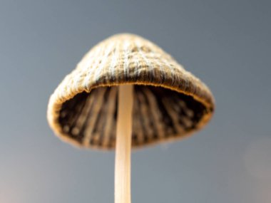 Fly agaric close up. Macro shot of a toadstool. nature.