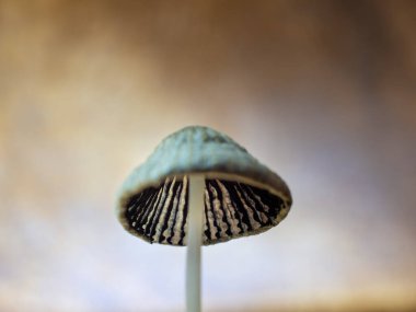 Fly agaric close up. Macro shot of a toadstool. nature.