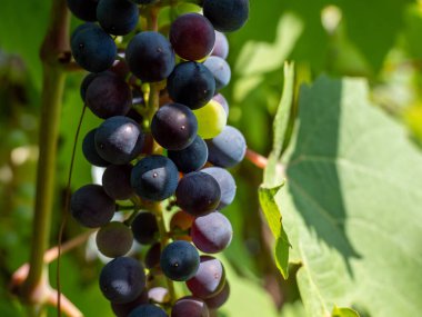 Grape. Grapes in the garden. Grapes close up. Ripe grapes.