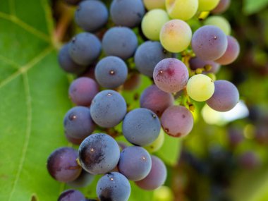 Grape. Grapes in the garden. Grapes close up. Ripe grapes.