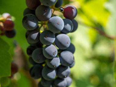 Grape. Grapes in the garden. Grapes close up. Ripe grapes.