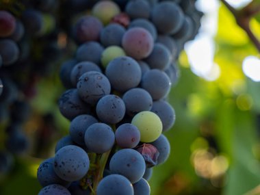 Grape. Grapes in the garden. Grapes close up. Ripe grapes.