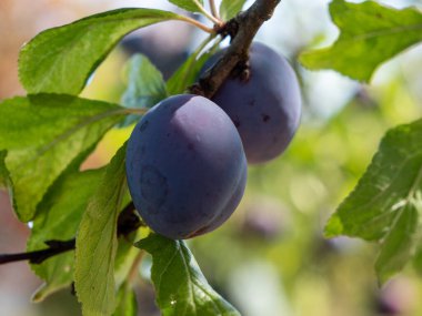 Beautiful background of red ripe plums on the tree. Ripe plums on the branches of a tree.