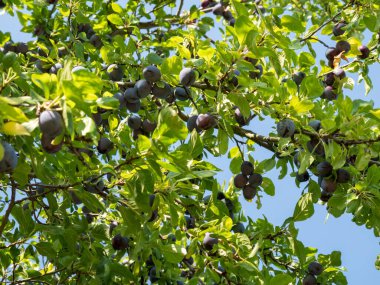 Beautiful background of red ripe plums on the tree. Ripe plums on the branches of a tree.