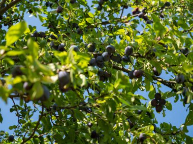 Beautiful background of red ripe plums on the tree. Ripe plums on the branches of a tree.