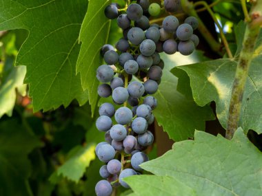 Grape. Grapes in the garden. Grapes close up. Ripe grapes.
