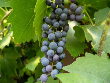 Grape. Grapes in the garden. Grapes close up. Ripe grapes.
