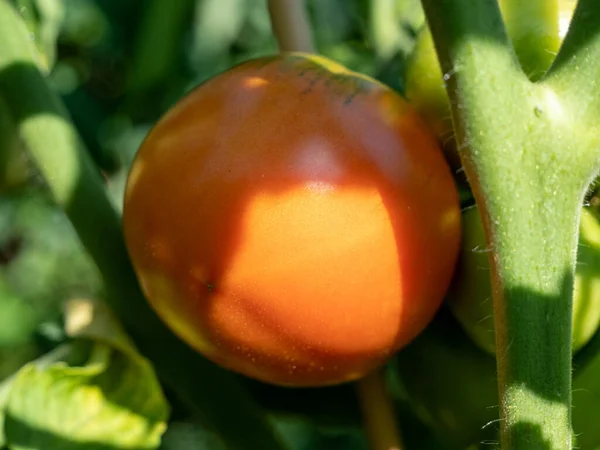 Red Fresh Ripe Tomatoes Greenhouse Ecological Harvest — Stockfoto