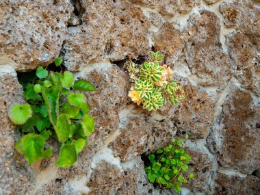 Plant germinated in stone. Juicy greenery in the stones. Background, wallpaper.