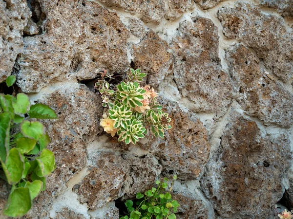 Plant Germinated Stone Juicy Greenery Stones Background Wallpaper — Photo