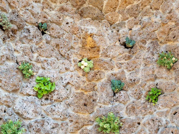Plant Germinated Stone Juicy Greenery Stones Background Wallpaper —  Fotos de Stock