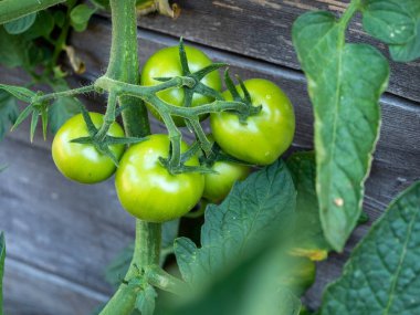 Tomatoes growing on a branch in a greenhouse. Copy spaces.