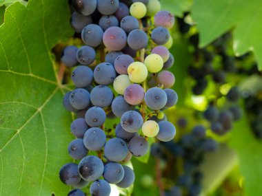 A bunch of blue grapes hangs in a vineyard on a sunny day. Grape.