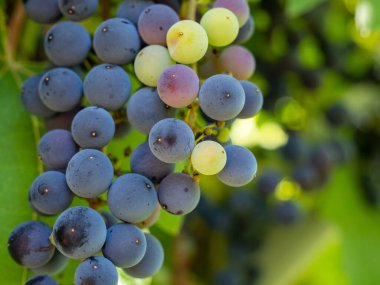 A bunch of blue grapes hangs in a vineyard on a sunny day. Grape.