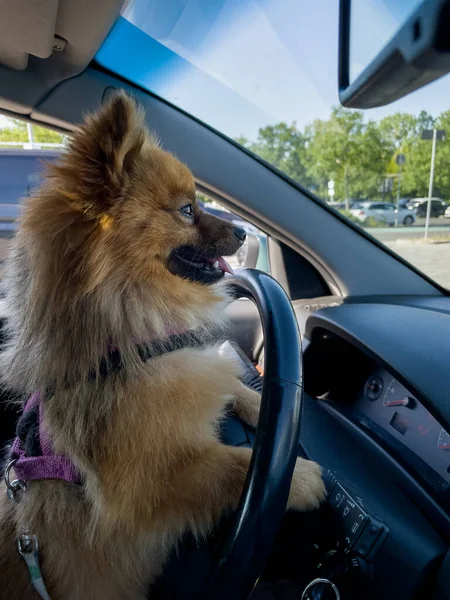 Portrait of a funny Spitz dog driving a car. Dog in the car.