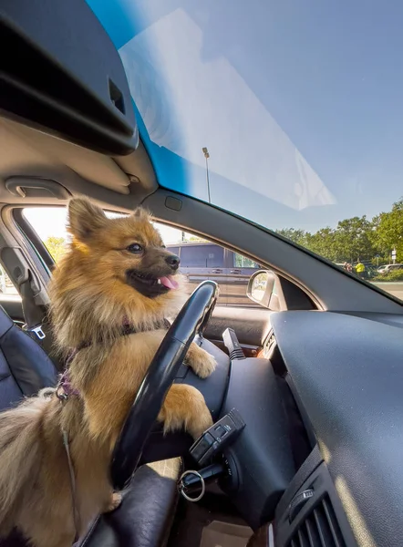 Portrait of a funny Spitz dog driving a car. Dog in the car.