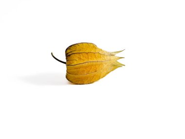 Cape gooseberry, physalis isolated on white background. Close-up.