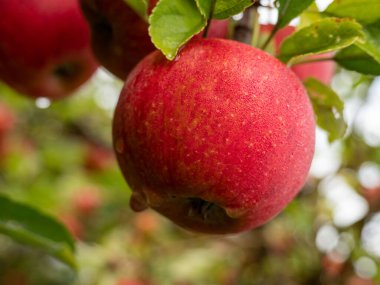 Sebze bahçesindeki ağaçlardaki elmalar. Sonbahar mevsimsel hasat. Bahçedeki bir dalda kırmızı olgun elmalar. Yağmurdan sonra ıslak elmalara su damlaları. Organik tarım, bahçıvanlık, vejetaryen eko gıdalar..