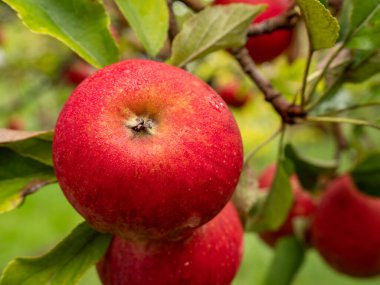 Sebze bahçesindeki ağaçlardaki elmalar. Sonbahar mevsimsel hasat. Bahçedeki bir dalda kırmızı olgun elmalar. Yağmurdan sonra ıslak elmalara su damlaları. Organik tarım, bahçıvanlık, vejetaryen eko gıdalar..