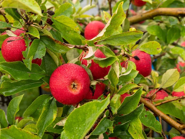 Apples on trees in a vegetable orchard. Autumn seasonal harvest. red ripe apples on a branch in the garden. Drops of water on wet apples after rain. Organic farming, gardening, vegetarian eco food.