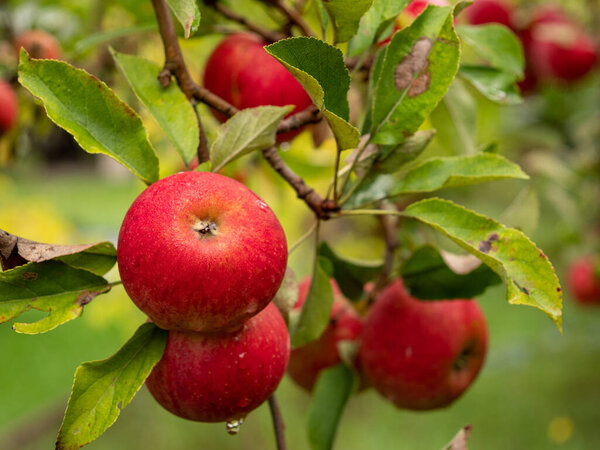 Apples on trees in a vegetable orchard. Autumn seasonal harvest. red ripe apples on a branch in the garden. Drops of water on wet apples after rain. Organic farming, gardening, vegetarian eco food.