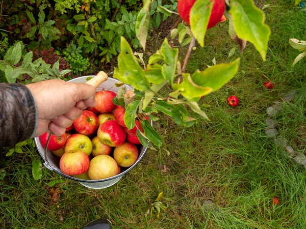 バケツの中の赤い熟したリンゴ 収穫の概念 ジャムやジュースを作るために村で秋に収穫された赤いリンゴのバケツ — ストック写真