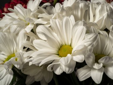 Çiçek açan güzel papatya çayını yakından çek. Papatya çiçeği. makro fotoğrafçılık.