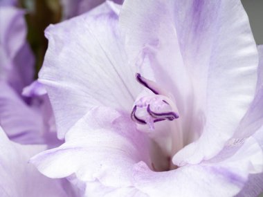 Bahçede büyüyen mor gladiolus, güzel mor gladiolus çiçeği. Yakın plan..