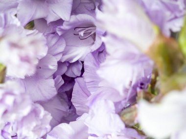 Bahçede büyüyen mor gladiolus, güzel mor gladiolus çiçeği. Yakın plan..