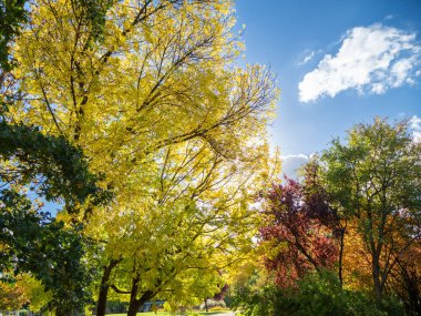 Sonbahar parkında güzel renkli ağaçlar. Autumn Park.