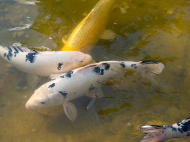 Suyun yüzeyinde çok renkli sazanlar yüzer. Göletteki balık.