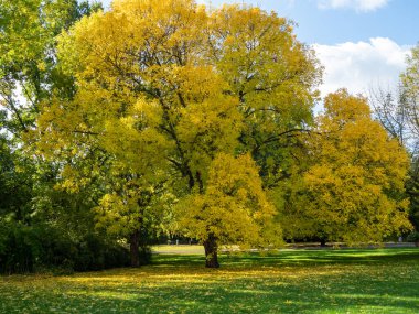 Sonbahar parkında güzel renkli ağaçlar. Autumn Park.