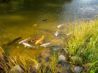 Suyun yüzeyinde çok renkli sazanlar yüzer. Göletteki balık.
