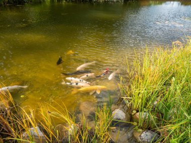 Suyun yüzeyinde çok renkli sazanlar yüzer. Göletteki balık.