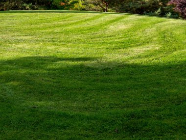 Taze kesilmiş çimenler. Parkta çim biçmek. yakın plan.