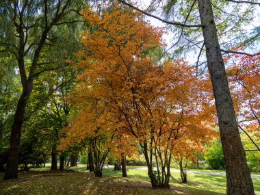 Sonbahar parkında güzel renkli ağaçlar. Autumn Park.
