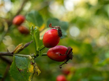 Kırmızı böğürtlenli gül kalçası. Gül kalçası. yakın plan.