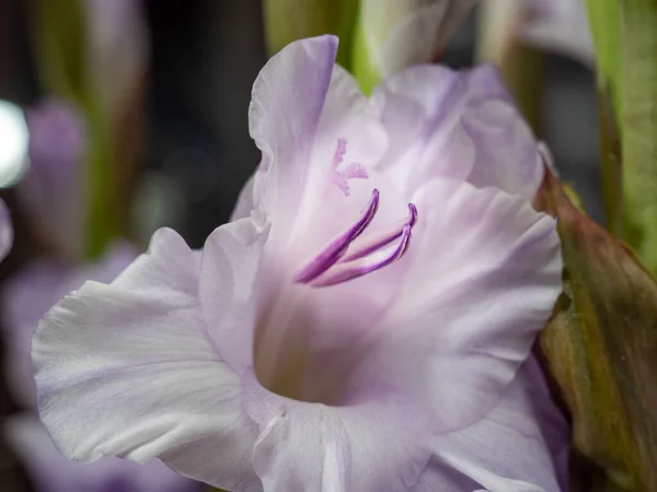 紫色的角斗士生长在花园里 美丽的紫色角斗士花 后续行动 — 图库照片