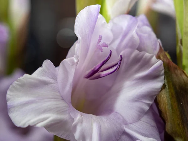 Gladiolo Púrpura Creciendo Jardín Hermosa Flor Gladiolo Púrpura Primer Plano —  Fotos de Stock