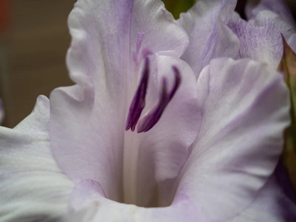 紫色的角斗士生长在花园里 美丽的紫色角斗士花 后续行动 — 图库照片