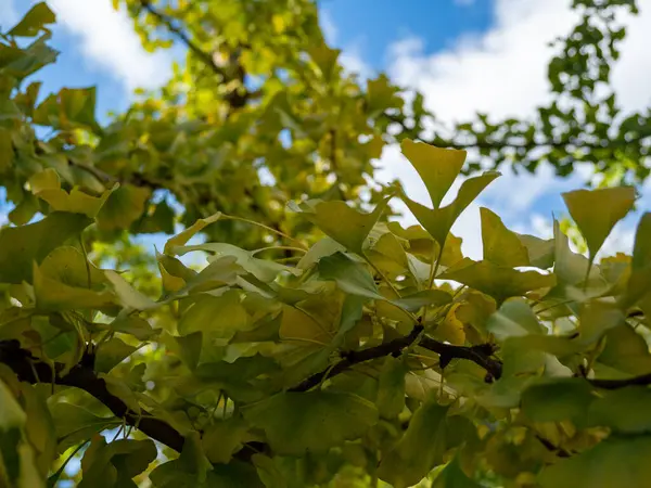 Красивые Красочные Деревья Осеннем Парке Отумн Парк — стоковое фото
