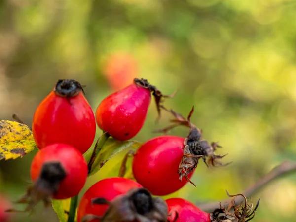 Rose hip bush with red berries. Rose hip. close-up.