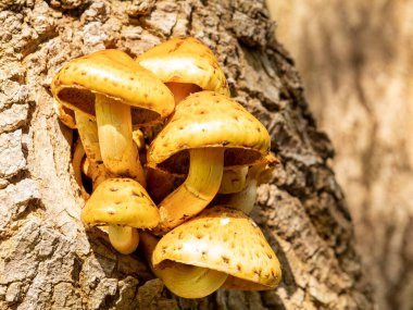 Ağaçta filizlenen bir mantar demeti. Ağaçta yetişen mantarlar.