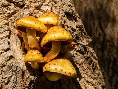 Ağaçta filizlenen bir mantar demeti. Ağaçta yetişen mantarlar.