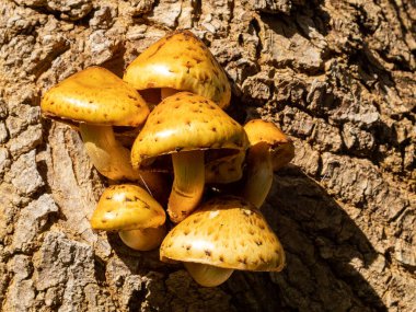 Ağaçta filizlenen bir mantar demeti. Ağaçta yetişen mantarlar.