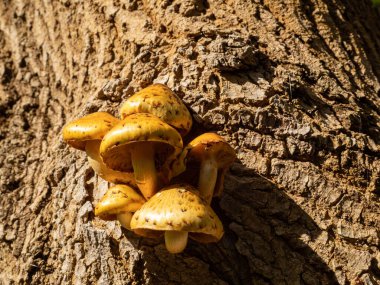 Ağaçta filizlenen bir mantar demeti. Ağaçta yetişen mantarlar.
