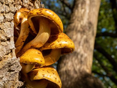 Ağaçta filizlenen bir mantar demeti. Ağaçta yetişen mantarlar.