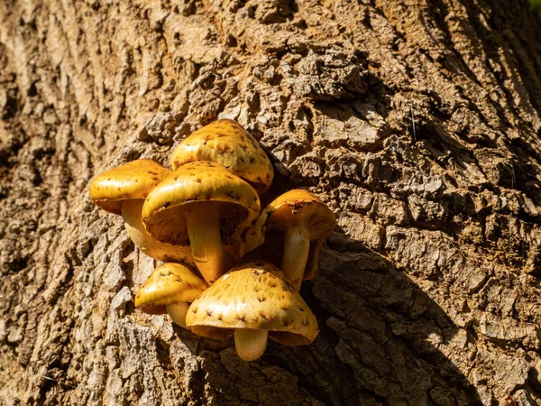 Ağaçta filizlenen bir mantar demeti. Ağaçta yetişen mantarlar.