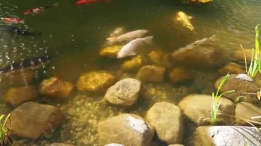 Suyun yüzeyinde çok renkli sazanlar yüzer. Göletteki balık.