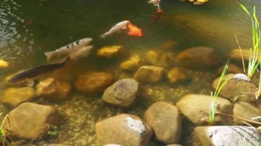 Suyun yüzeyinde çok renkli sazanlar yüzer. Göletteki balık.